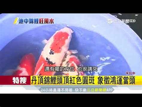 鯉魚風水|養鯉魚招財？專家揭秘時機